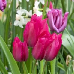 Tulipan 'Night Club' Tulips 'Night Club' Blomsterløg, Antal Pr. Pakke, Ca. 7 Stk.