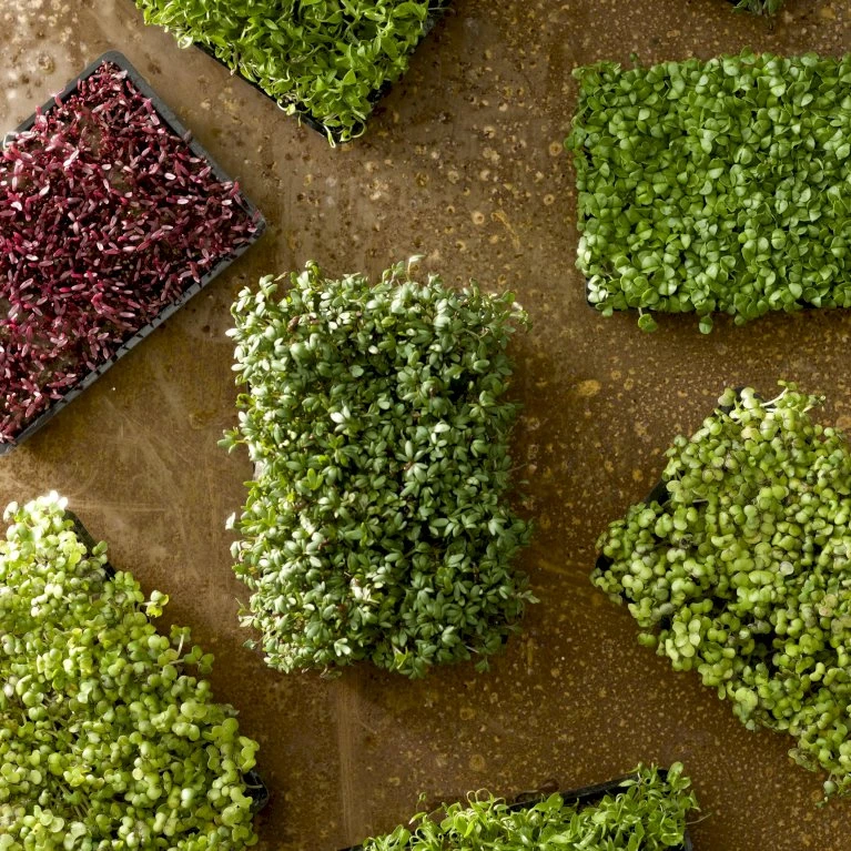 Karse Øko Lepidium Sativum 4 Karse Øko Lepidium Sativum - Billede 2