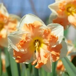 Påskelilje 'Sunny Girlfriend' Narcissus 'Sunny Girlfriend' Blomsterløg, Antal Pr. Pakke, Ca. 5 Stk.