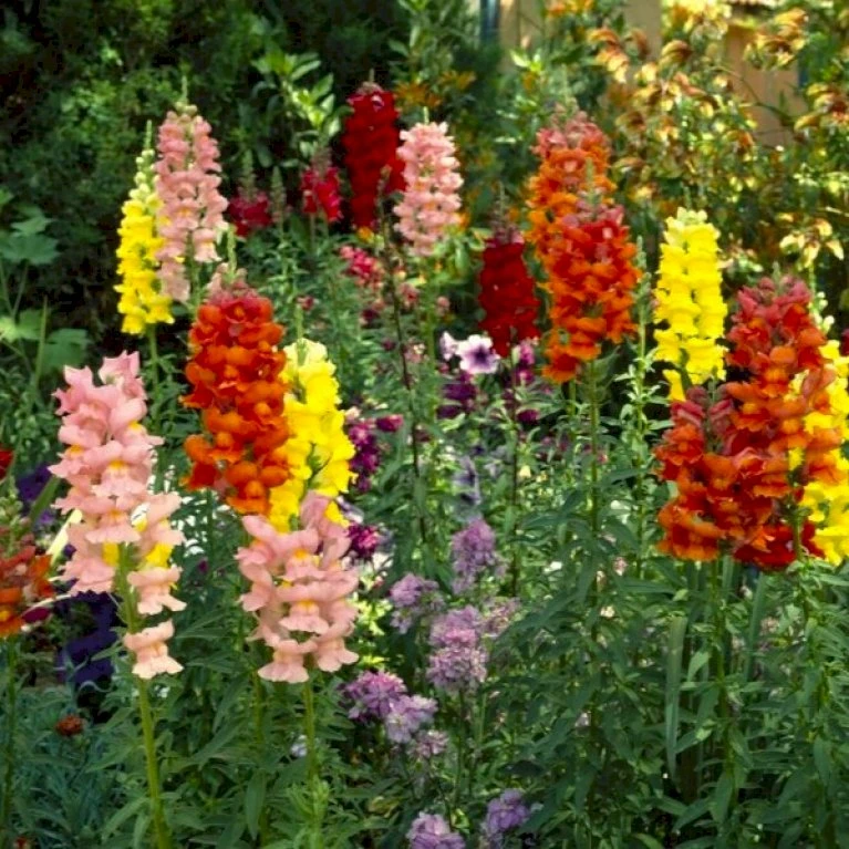 Løvemund Mix Øko Antirrhinum Majus Frøpose, Antal Pr. Pakke, Ca. 20 Stk. 4 Løvemund Mix Øko Antirrhinum Majus Frøpose, Antal Pr. Pakke, Ca. 20 Stk. - Billede 2