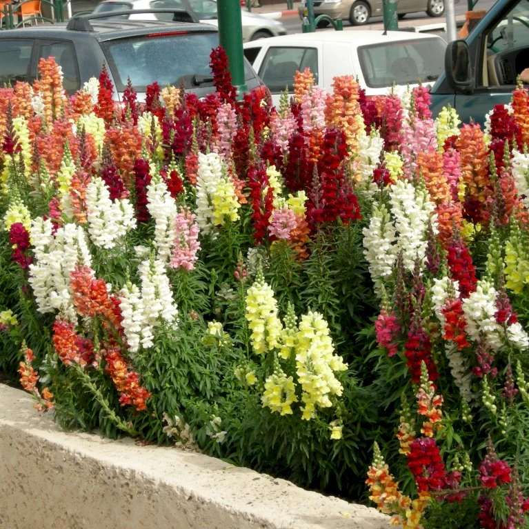 Løvemund Mix Øko Antirrhinum Majus Frøpose, Antal Pr. Pakke, Ca. 20 Stk. 6 Løvemund Mix Øko Antirrhinum Majus Frøpose, Antal Pr. Pakke, Ca. 20 Stk. - Billede 4