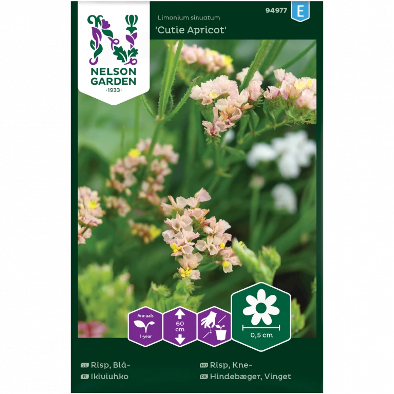 Vinget Hindebæger 'Cutie Apricot' Limonium Sinuatum 'Cutie Apricot' 3 Vinget Hindebæger 'Cutie Apricot' Limonium Sinuatum 'Cutie Apricot'