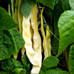 Osmo Salgsbutik -Osmo Salgsbutik p34789 54555 phaseolus vulgaris dior c7c4