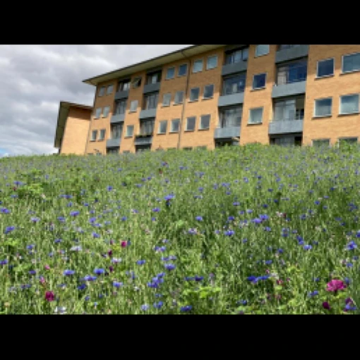 Dansk Blomsterblanding Til Varieret Jord Let It Bee - Color 15-20 M2 -Osmo Salgsbutik p35551 37537 let it bee color a652