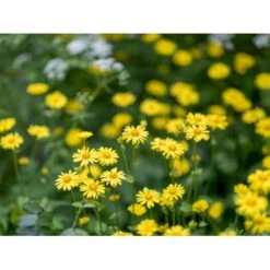 Dansk Blomsterblanding Til Varieret Jord Let It Bee - Color 15-20 M2 -Osmo Salgsbutik p35551 45785 let it bee color 58fe