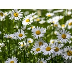 Dansk Blomsterblanding Til Varieret Jord Let It Bee - Color 15-20 M2 -Osmo Salgsbutik p35551 45786 let it bee color 3638