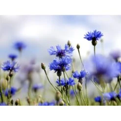 Dansk Blomsterblanding Til Varieret Jord Let It Bee - Color 15-20 M2 -Osmo Salgsbutik p35551 45787 let it bee color 6d4a