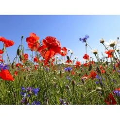 Dansk Blomsterblanding Til Varieret Jord Let It Bee - Color 15-20 M2 -Osmo Salgsbutik p35551 45788 let it bee color e287