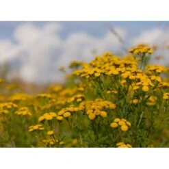 Dansk Blomsterblanding Til Varieret Jord Let It Bee - Color 15-20 M2 -Osmo Salgsbutik p35551 45789 let it bee color 2040