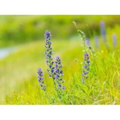 Dansk Blomsterblanding Til Varieret Jord Let It Bee - Color 15-20 M2 -Osmo Salgsbutik p35551 45790 let it bee color a9c8