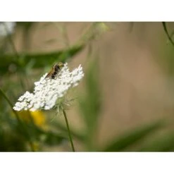 Dansk Blomsterblanding Til Varieret Jord Let It Bee - Color 15-20 M2 -Osmo Salgsbutik p35551 45791 let it bee color 264a