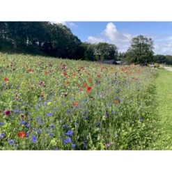 Dansk Blomsterblanding Til Let Jord Let It Bee - Let Jord 15-20 M2