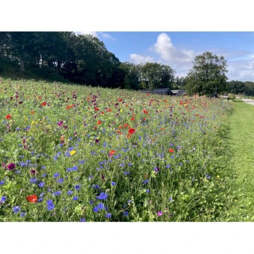 Dansk Blomsterblanding Til Let Jord Let It Bee - Let Jord 15-20 M2 -Osmo Salgsbutik p35553 37540 let it bee let jord 2f9b