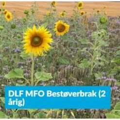 Bestøverbrak 2-årig DLF MFO Bestøverbrak 2-årig 15 Kg