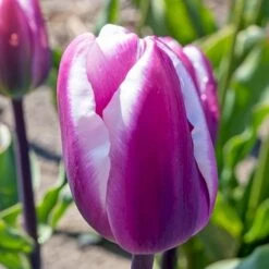 Tulipan 'Librije' Tulips 'Librije' Blomsterløg, Antal Pr. Pakke, Ca. 7 Stk.