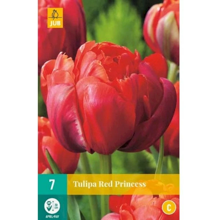 Tulipan 'Red Princess' Tulips 'Red Princess' Blomsterløg, Antal Pr. Pakke, Ca. 7 Stk. 4 Tulipan 'Red Princess' Tulips 'Red Princess' Blomsterløg, Antal Pr. Pakke, Ca. 7 Stk. - Billede 2