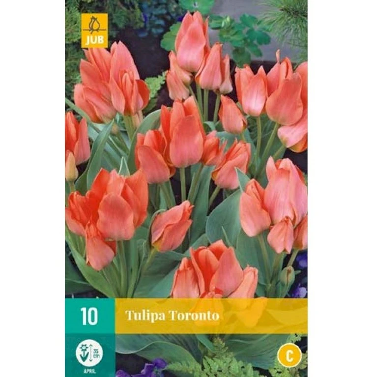 Tulipan 'Toronto' Tulips 'Toronto' Blomsterløg, Antal Pr. Pakke, Ca. 10 Stk. 4 Tulipan 'Toronto' Tulips 'Toronto' Blomsterløg, Antal Pr. Pakke, Ca. 10 Stk. - Billede 2