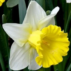 Påskelilje 'Las Vegas' Narcissus 'Las Vegas' Blomsterløg, Antal Pr. Pakke, Ca. 5 Stk.