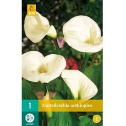 Kalla Zanthedechia Aethiopia Blomsterløg, Antal Pr. Pakke, Ca. 1 Stk. 6 Kalla Zanthedechia Aethiopia Blomsterløg, Antal Pr. Pakke, Ca. 1 Stk. -Osmo Salgsbutik p36181 50500 zanthedechia aethiopia 99ab