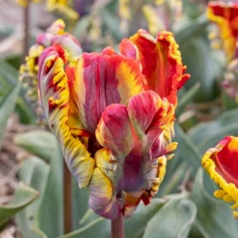 Tulipan 'Rasta Parrot' Tulips 'Rasta Parrot' Blomsterløg, Antal Pr. Pakke, Ca. 5 Stk. 3 Tulipan 'Rasta Parrot' Tulips 'Rasta Parrot' Blomsterløg, Antal Pr. Pakke, Ca. 5 Stk.