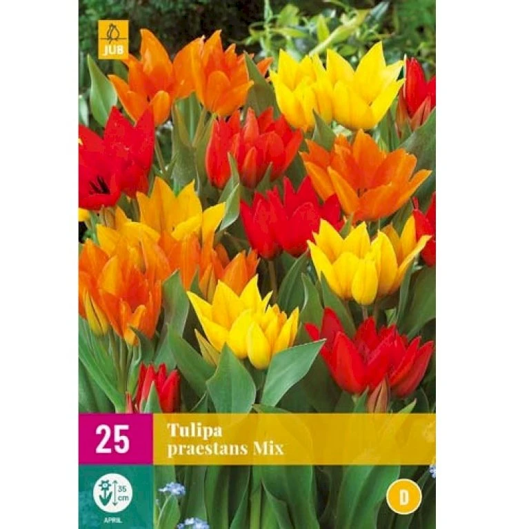 Tulipan 'Praestans' Mix XXL Tulips 'Praestans' Mix Blomsterløg, Antal Pr. Pakke, Ca. 25 Stk. 3 Tulipan 'Praestans' Mix XXL Tulips 'Praestans' Mix Blomsterløg, Antal Pr. Pakke, Ca. 25 Stk.