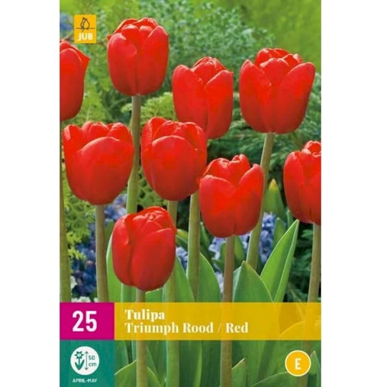Tulipan 'Triumph Red' XXL Tulips 'Triumph Red' Blomsterløg, Antal Pr. Pakke, Ca. 25 Stk. 4 Tulipan 'Triumph Red' XXL Tulips 'Triumph Red' Blomsterløg, Antal Pr. Pakke, Ca. 25 Stk. - Billede 2