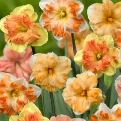Påskelilje 'Butterfly' Mix XXL Narcissus 'Butterfly' Mix Blomsterløg, Antal Pr. Pakke, Ca. 10 Stk.
