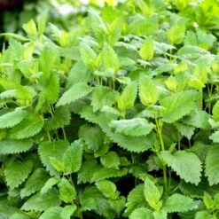 Citronmelisse 'Lemona' Øko Melissa Officinalis L. 'Lemona' 7 Citronmelisse 'Lemona' Øko Melissa Officinalis L. 'Lemona' -Osmo Salgsbutik p36918 54559 melissa officinalis l lemona 3fe5