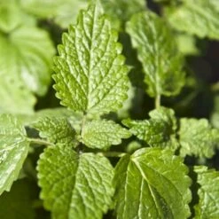 Citronmelisse 'Lemona' Øko Melissa Officinalis L. 'Lemona' 8 Citronmelisse 'Lemona' Øko Melissa Officinalis L. 'Lemona' -Osmo Salgsbutik p36918 54560 melissa officinalis l lemona 542b