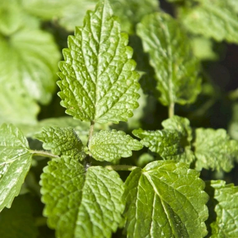 Citronmelisse 'Lemona' Øko Melissa Officinalis L. 'Lemona' 5 Citronmelisse 'Lemona' Øko Melissa Officinalis L. 'Lemona' - Billede 4