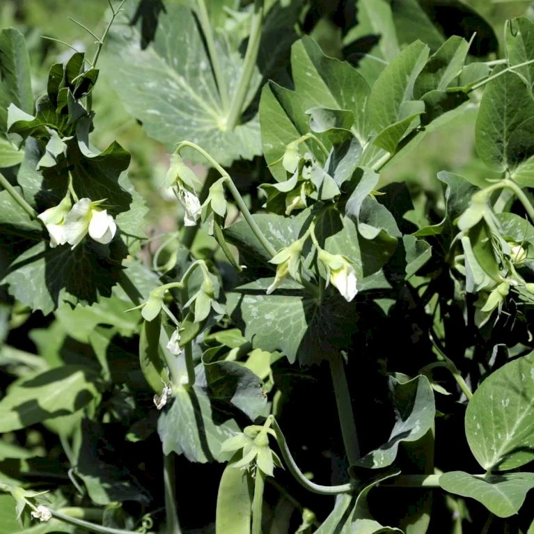 Lav Marvært 'Kelvedon Wonder' Øko Pisum Sativum 'Kelvedon Wonder' 4 Lav Marvært 'Kelvedon Wonder' Øko Pisum Sativum 'Kelvedon Wonder' - Billede 2