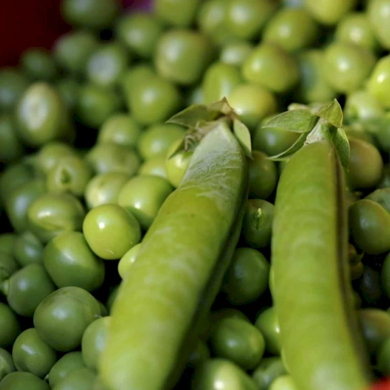 Lav Marvært 'Kelvedon Wonder' Øko Pisum Sativum 'Kelvedon Wonder' 5 Lav Marvært 'Kelvedon Wonder' Øko Pisum Sativum 'Kelvedon Wonder' - Billede 3