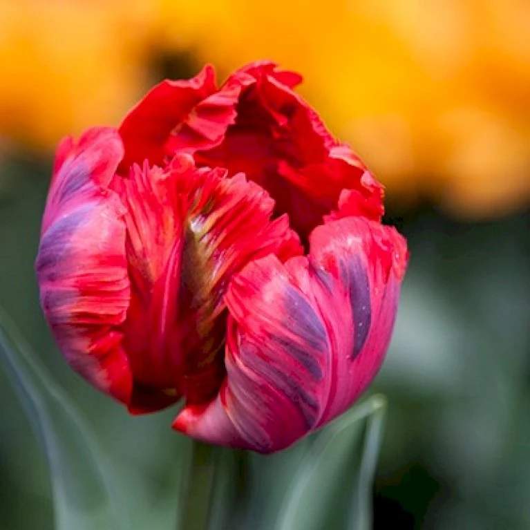 Tulipan 'Shining Parrot' Tulips 'Shining Parrot' Blomsterløg, Antal Pr. Pakke, Ca. 7 Stk. 3 Tulipan 'Shining Parrot' Tulips 'Shining Parrot' Blomsterløg, Antal Pr. Pakke, Ca. 7 Stk.