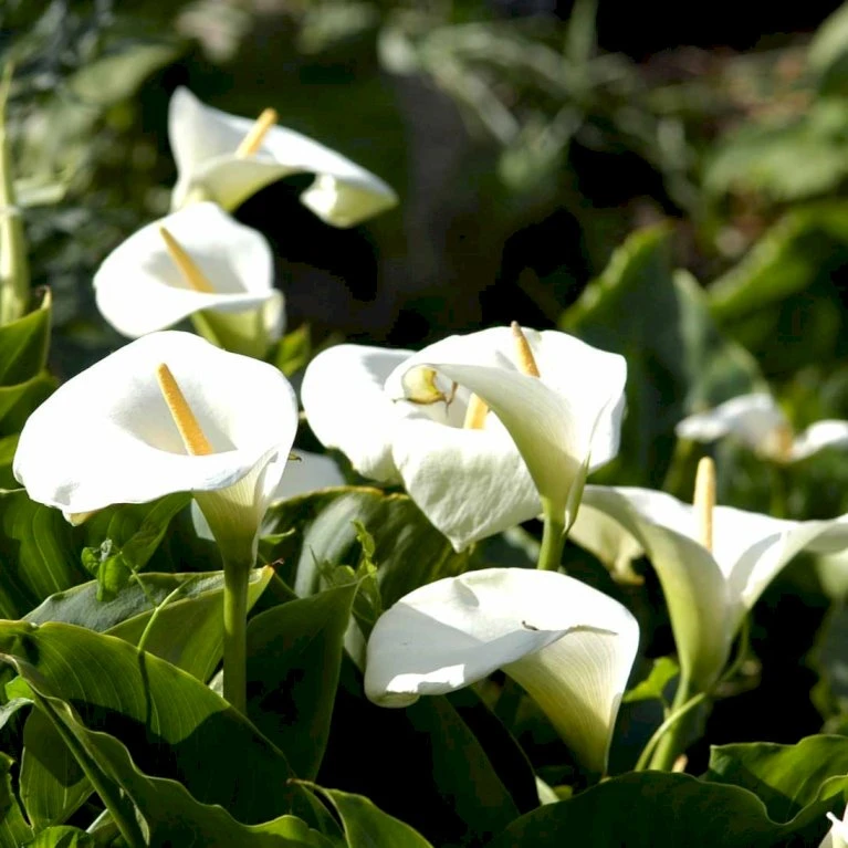 Osmo Salgsbutik -Osmo Salgsbutik p36181 50501 zanthedechia aethiopia 10b9