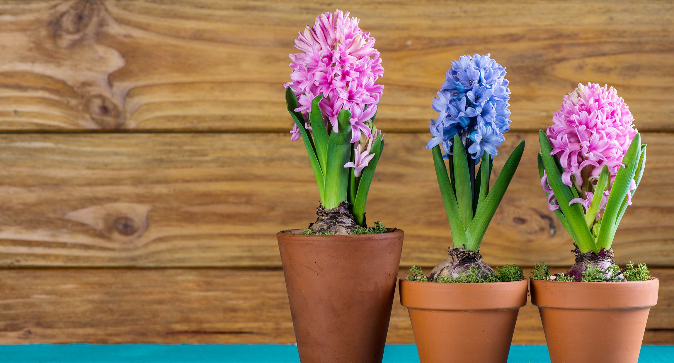 Osmo Salgsbutik -Osmo Salgsbutik spring bulbs 1517589555